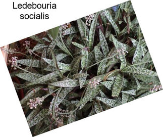 Ledebouria socialis