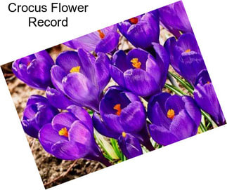 Crocus Flower Record