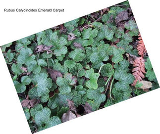 Rubus Calycinoides Emerald Carpet