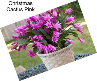 Christmas Cactus Pink