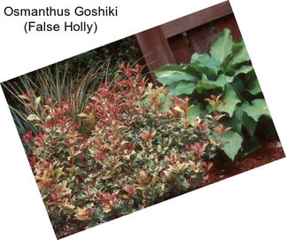 Osmanthus Goshiki (False Holly)