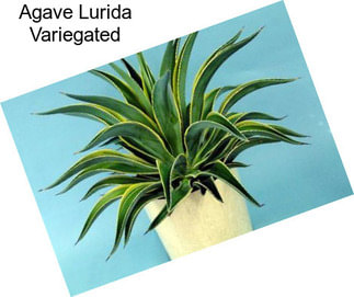 Agave Lurida Variegated