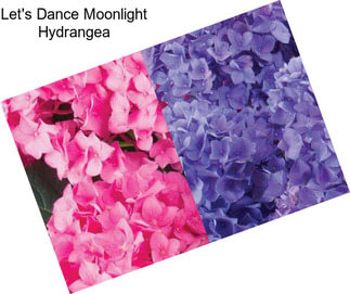 Let\'s Dance Moonlight Hydrangea
