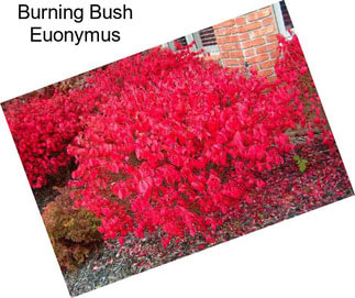 Burning Bush Euonymus