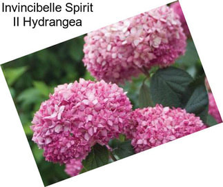 Invincibelle Spirit II Hydrangea