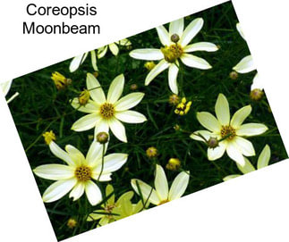 Coreopsis Moonbeam