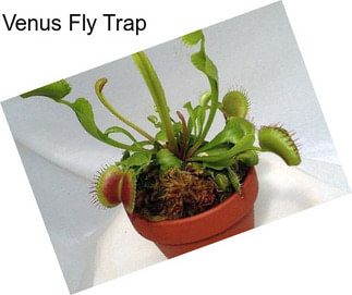 Venus Fly Trap