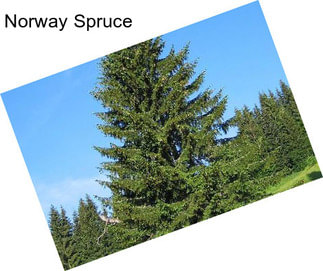 Norway Spruce