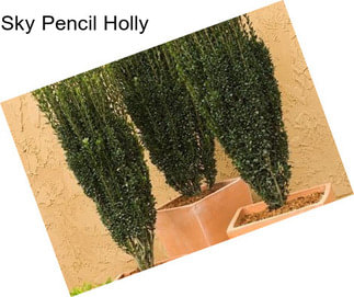 Sky Pencil Holly