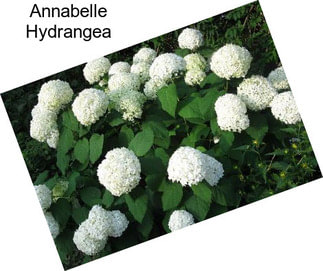 Annabelle Hydrangea