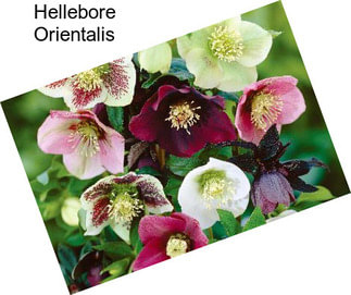 Hellebore Orientalis