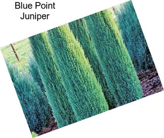 Blue Point Juniper