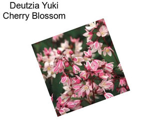 Deutzia Yuki Cherry Blossom