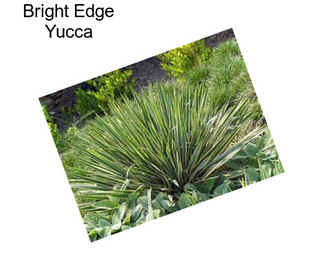 Bright Edge Yucca