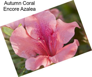 Autumn Coral Encore Azalea