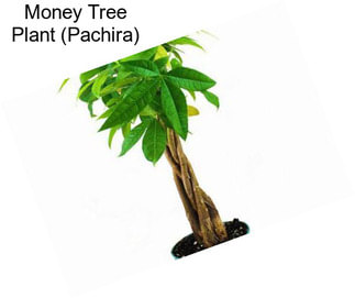 Money Tree Plant (Pachira)