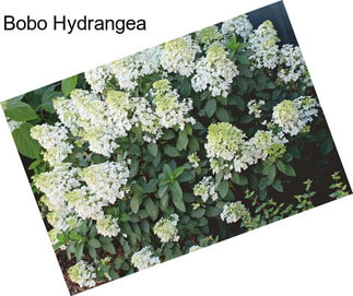 Bobo Hydrangea