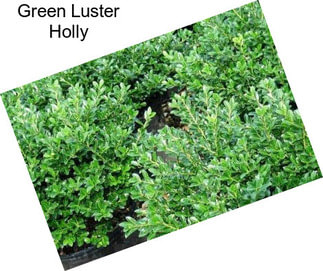 Green Luster Holly