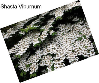 Shasta Viburnum