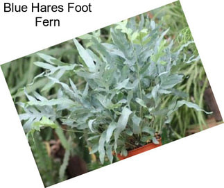 Blue Hares Foot Fern