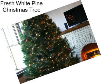 Fresh White Pine Christmas Tree