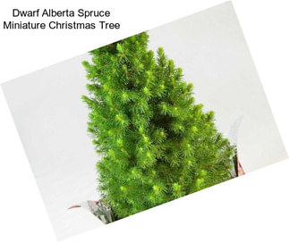 Dwarf Alberta Spruce Miniature Christmas Tree