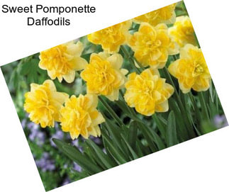 Sweet Pomponette Daffodils