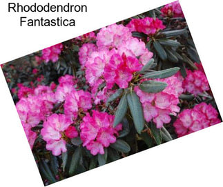 Rhododendron Fantastica