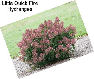 Little Quick Fire Hydrangea