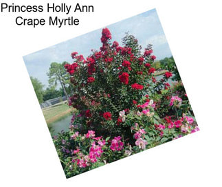 Princess Holly Ann Crape Myrtle