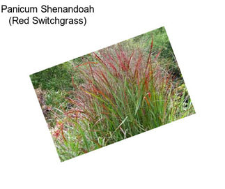 Panicum Shenandoah (Red Switchgrass)