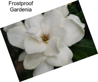 Frostproof Gardenia