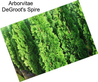 Arborvitae DeGroot\'s Spire