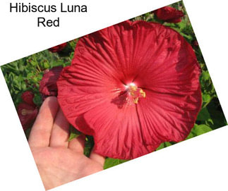 Hibiscus Luna Red