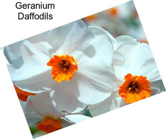 Geranium Daffodils
