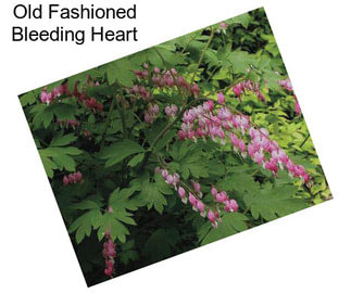 Old Fashioned Bleeding Heart