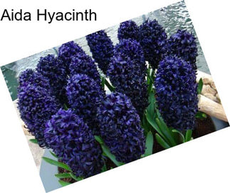 Aida Hyacinth