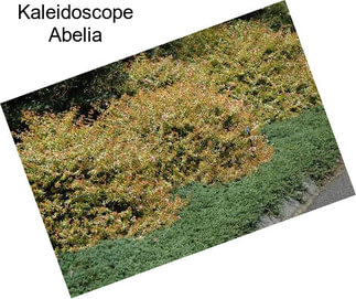 Kaleidoscope Abelia