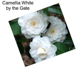 Camellia White by the Gate