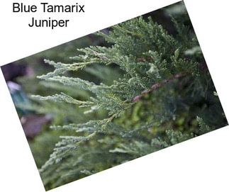 Blue Tamarix Juniper