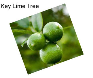 Key Lime Tree