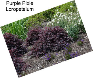 Purple Pixie Loropetalum