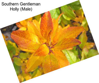 Southern Gentleman Holly (Male)