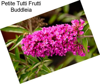 Petite Tutti Frutti Buddleia