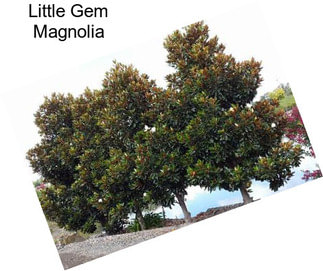 Little Gem Magnolia