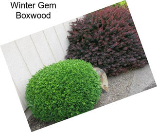 Winter Gem Boxwood