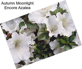 Autumn Moonlight Encore Azalea