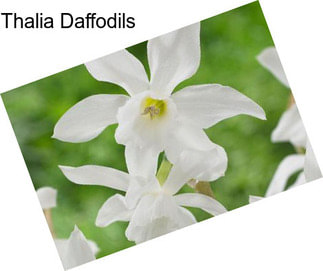 Thalia Daffodils