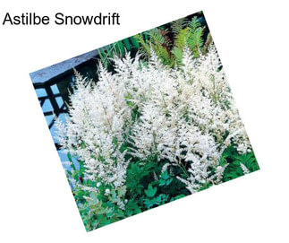 Astilbe Snowdrift