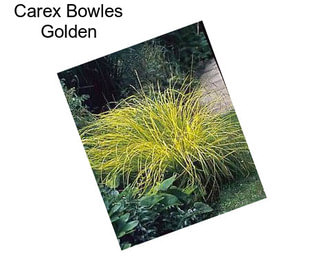 Carex Bowles Golden